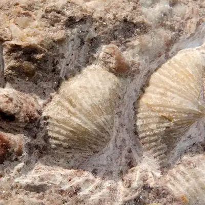 Shells, corals